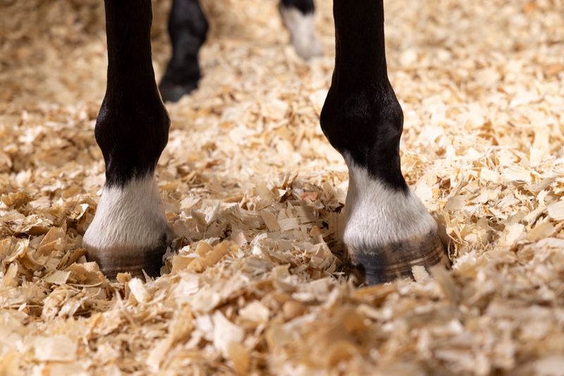 Improper Stall Bedding
