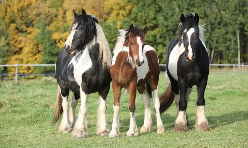 Tobiano Paint