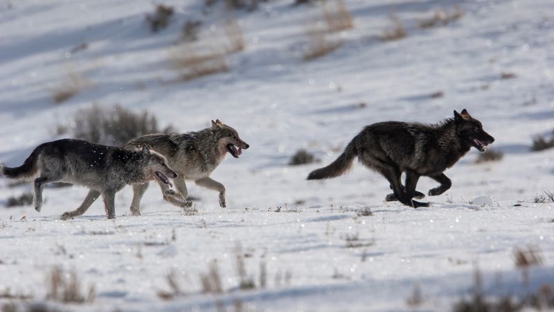 Creating Predator-Free Zones
