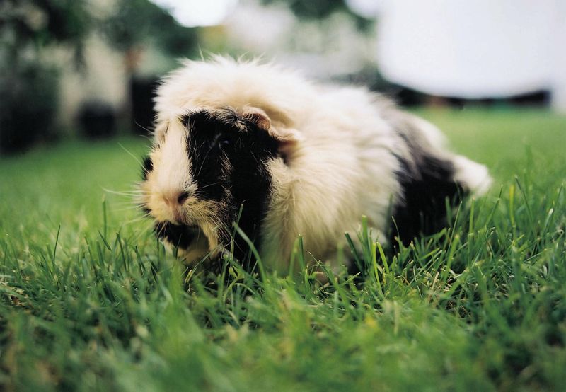 Travel With Guinea Pigs Requires Extra Cooling Precautions