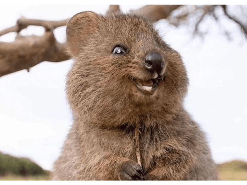 Quokka