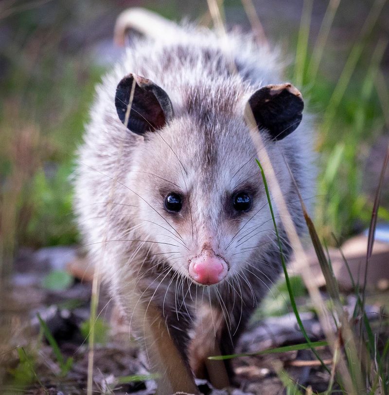 Opossums: Surprisingly Immune Marsupials