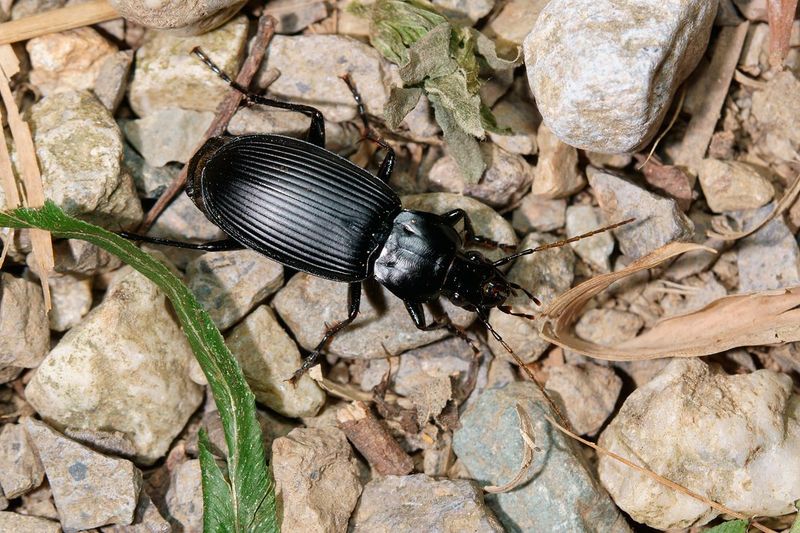 Ground Beetles: Nocturnal Pest Hunters