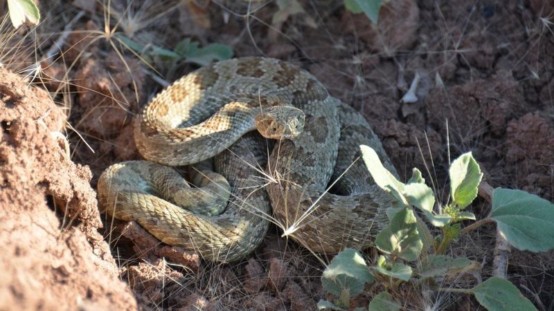 Venomous Snakes
