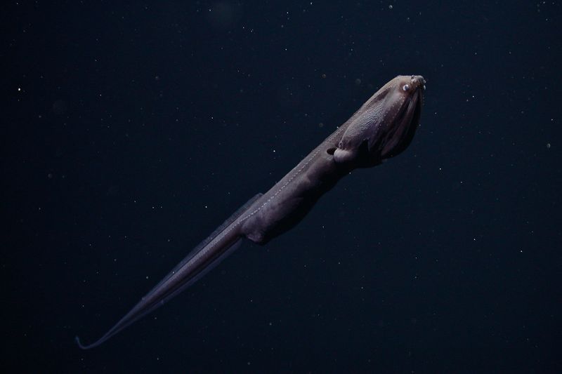 Gulper Eel: Deep-Sea Energy Transferrer