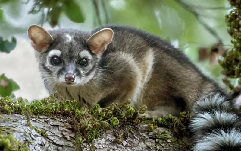 Ringtail