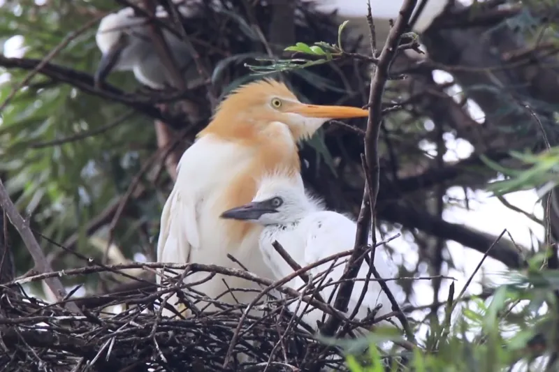 Cattle Egret