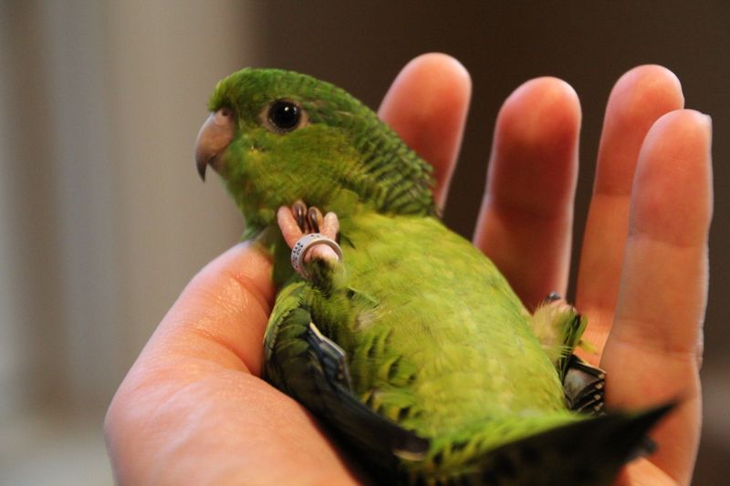 Lineolated Parakeets