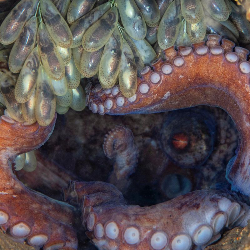Octopus Mothers' Ultimate Sacrifice
