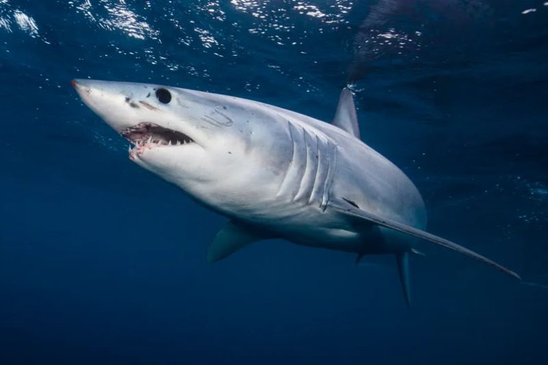 Speedy Shortfin Makos