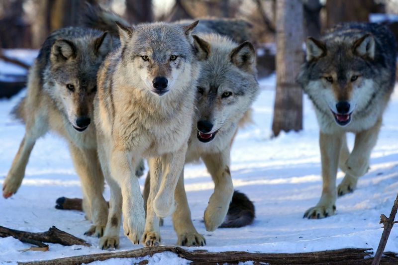 Wolves Adopt Orphaned Pups From Other Packs