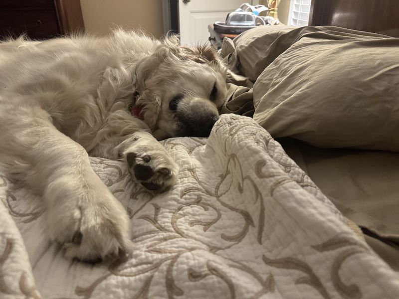 Bed Space Negotiations
