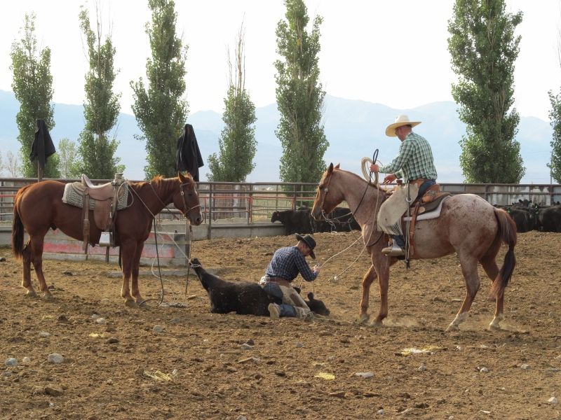 Doctor Horses – The Medical Assistants