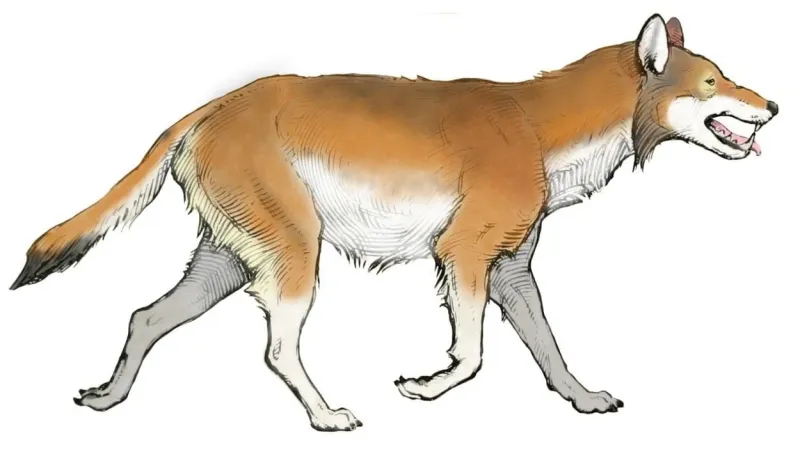 Not Actually Wolf Relatives