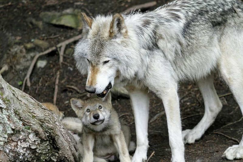 Wolves Form Friendships Beyond Family Bonds