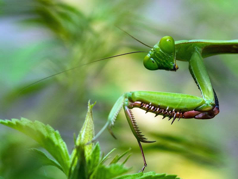Praying Mantis: The Meditative Hunter
