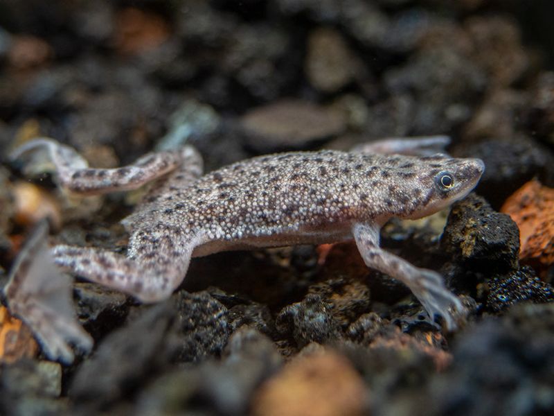 African Dwarf Frog