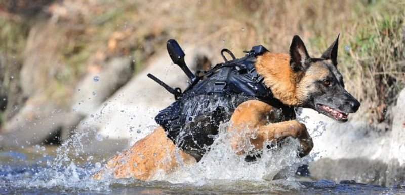 Cairo: The Navy SEAL Dog