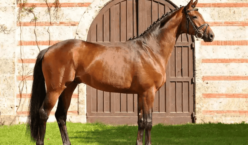 Trakehner