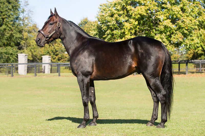 Standardbreds: Racing Heritage For Recreational Budgets