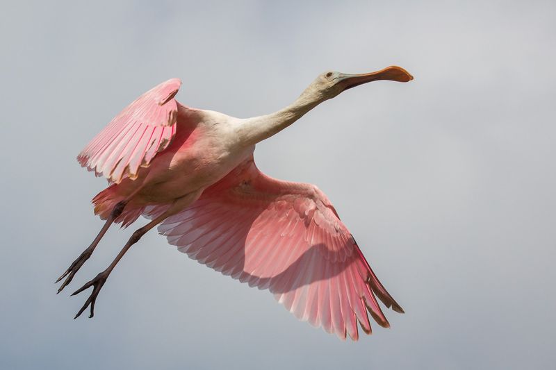 Roseate Spoonbill: The Pink Wading Wonder