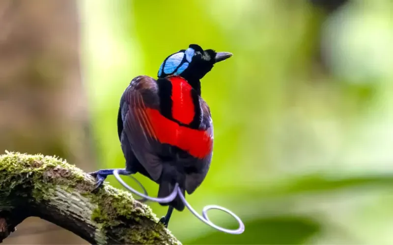 Wilson's Bird-Of-Paradise