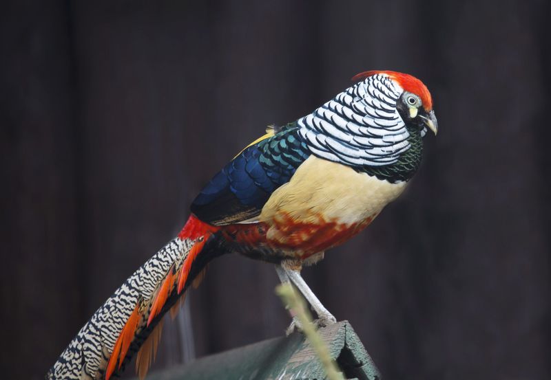 Bamboo Forest Phantom: The Lady Amherst's Pheasant