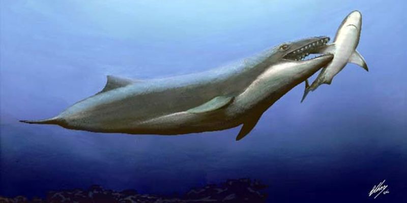 Janjucetus