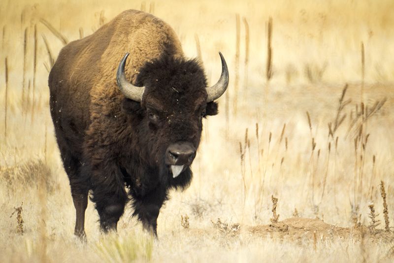 The Bison's Last Stand