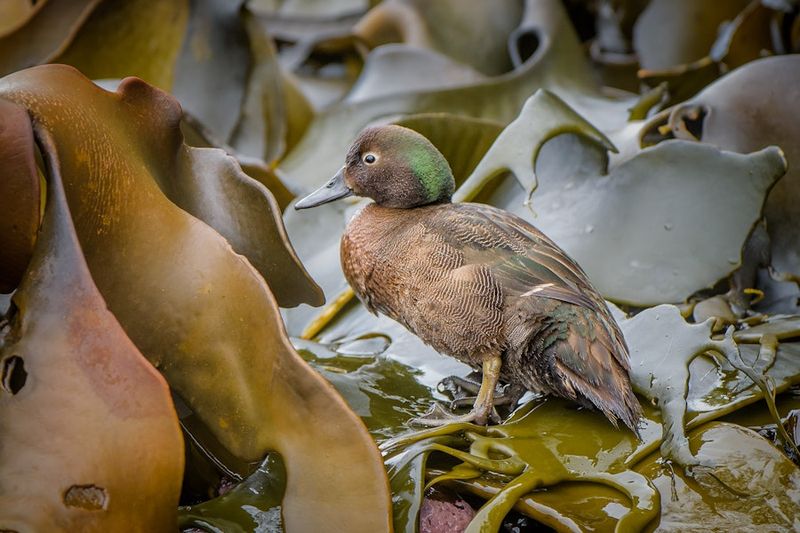 Auckland Island Teal – Flightless Duck Of The Subantarctic