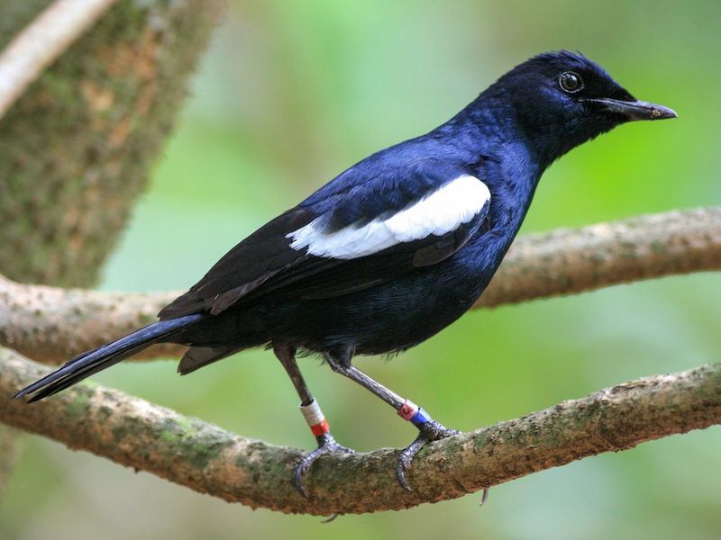 Seychelles Magpie-Robin
