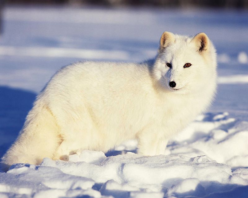 Arctic Foxes: Winter Wonderland Fluffs