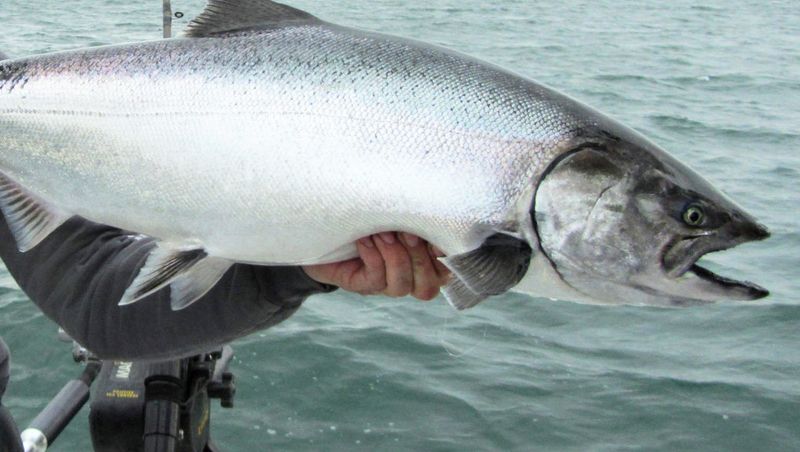 Atlantic Salmon: King Of Fish Dethroned
