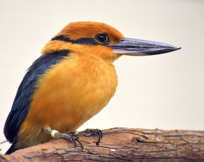 Micronesian Kingfisher