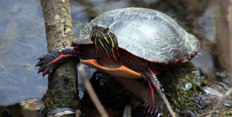 Rainbow In A Shell: The Painted Turtle