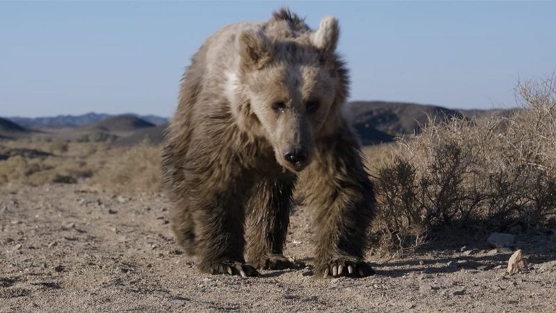 Gobi Bear