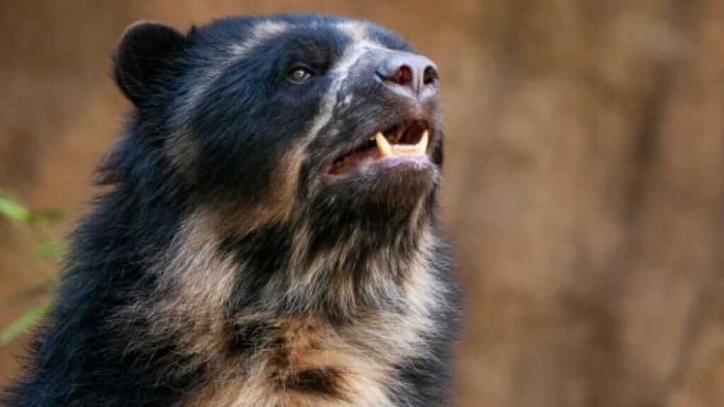 Spectacled Bears: The Gentle Climbers