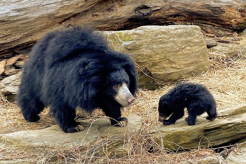 Sloth Bear's Insect Diet