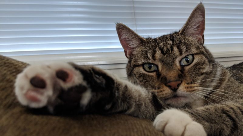 Protecting Both Your Family And Feline