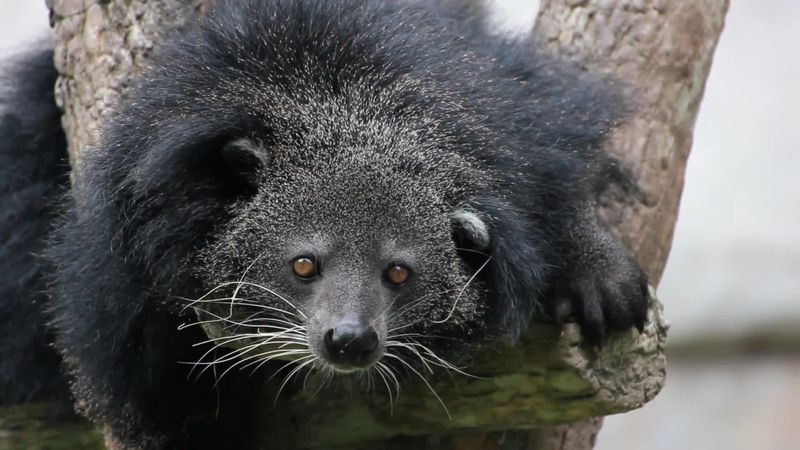 Binturong: Popcorn-Scented Tree Dweller