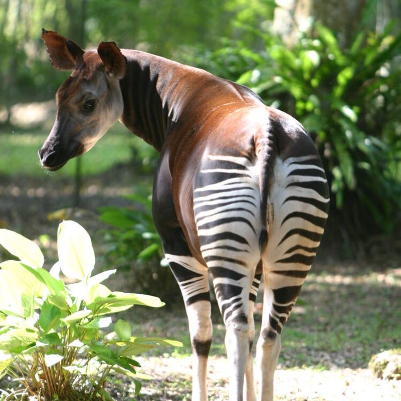Okapi (Democratic Republic of the Congo)