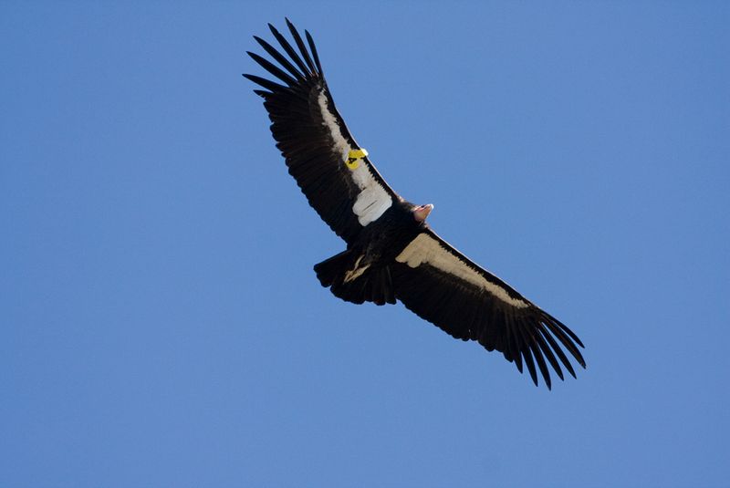 California Condor: Back From The Brink