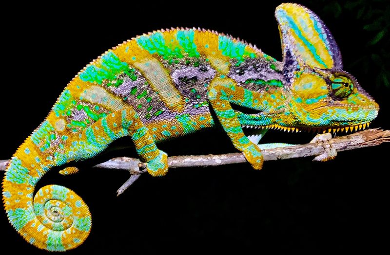 Veiled Chameleon