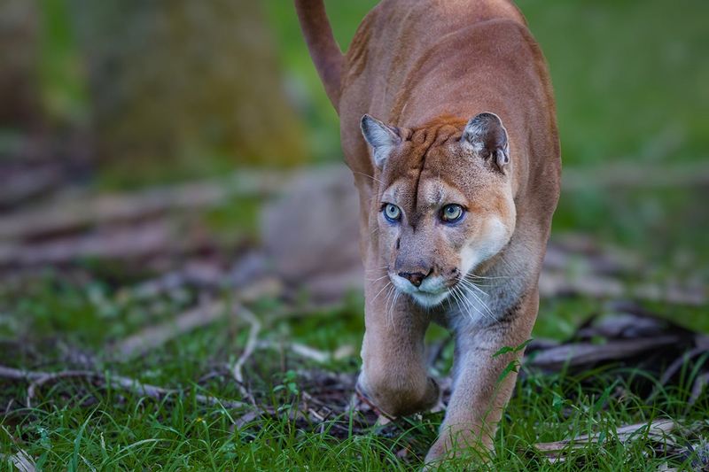The Importance Of The Panther's Genetic Diversity