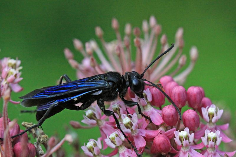 Great Black Wasp