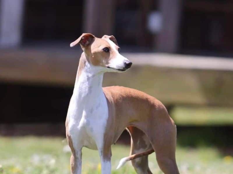 Italian Greyhound