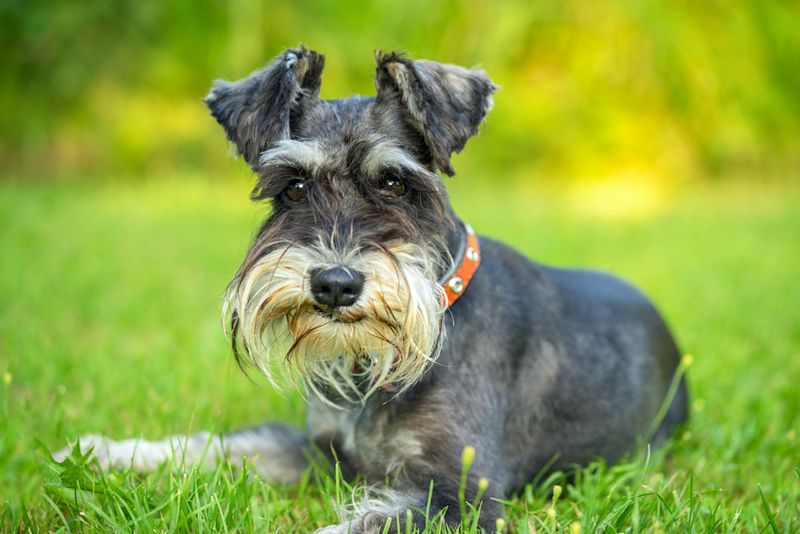 Miniature Schnauzer