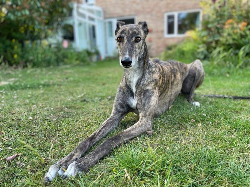 Greyhound