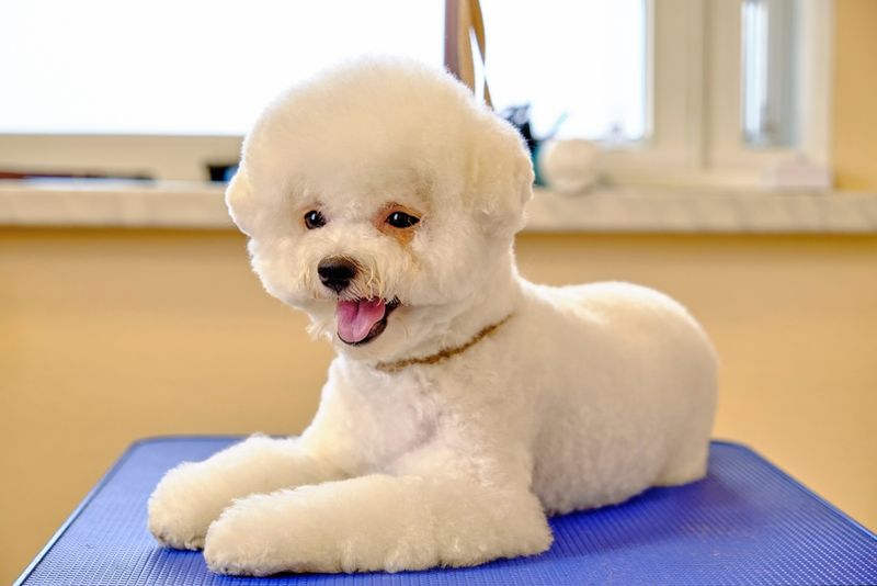 Bichon Frise
