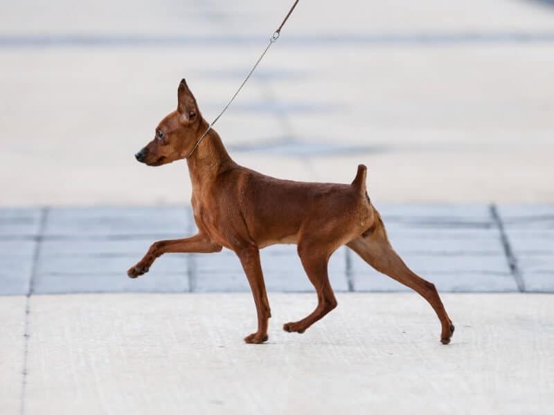Miniature Pinscher Fearless Minis